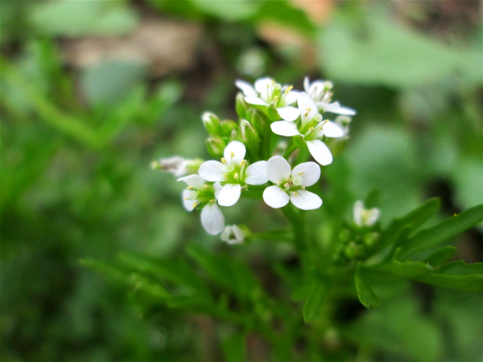 Wald-Schaumkraut (Cardamine flexuosa) im Landschaftsschutzgebiet „Drahtzugweiher und das Habsterwiesental“ in Alt-Saarbrücken