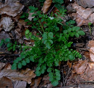 wavy bittercress, woodland bittercress