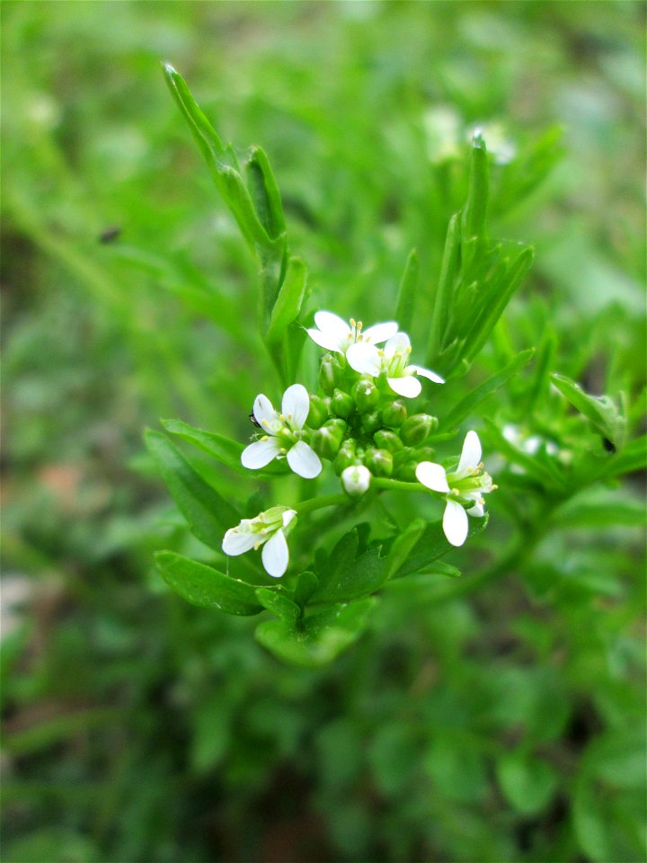 Wald-Schaumkraut (Cardamine flexuosa) im Landschaftsschutzgebiet „Drahtzugweiher und das Habsterwiesental“ in Alt-Saarbrücken