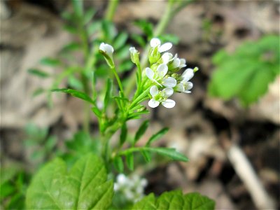 Wald-Schaumkraut (Cardamine flexuosa) im Landschaftsschutzgebiet „Drahtzugweiher und das Habsterwiesental“ in Alt-Saarbrücken