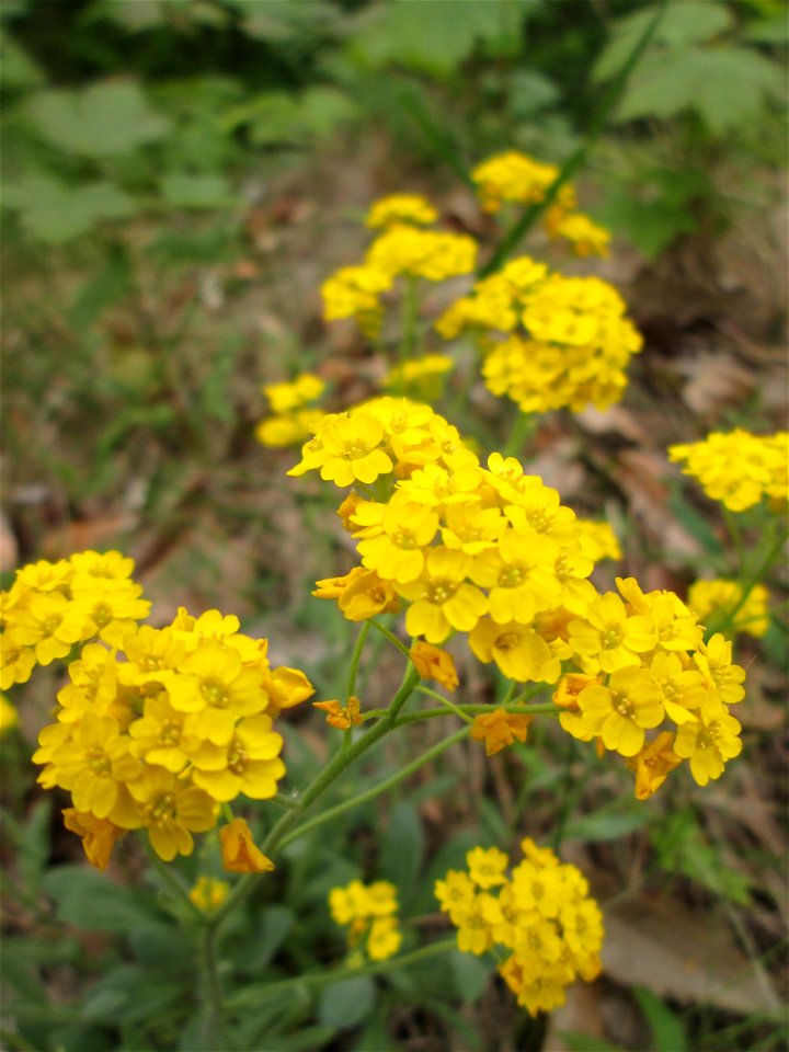 Felsen-Steinkraut (Aurinia saxatilis) im Landschaftsschutzgebiet „Winterberg“ in Sankt Arnual