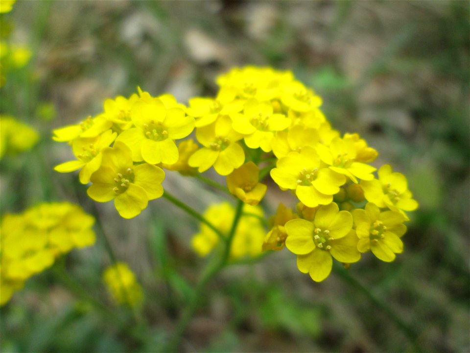 Felsen-Steinkraut (Aurinia saxatilis) im Landschaftsschutzgebiet „Winterberg“ in Sankt Arnual