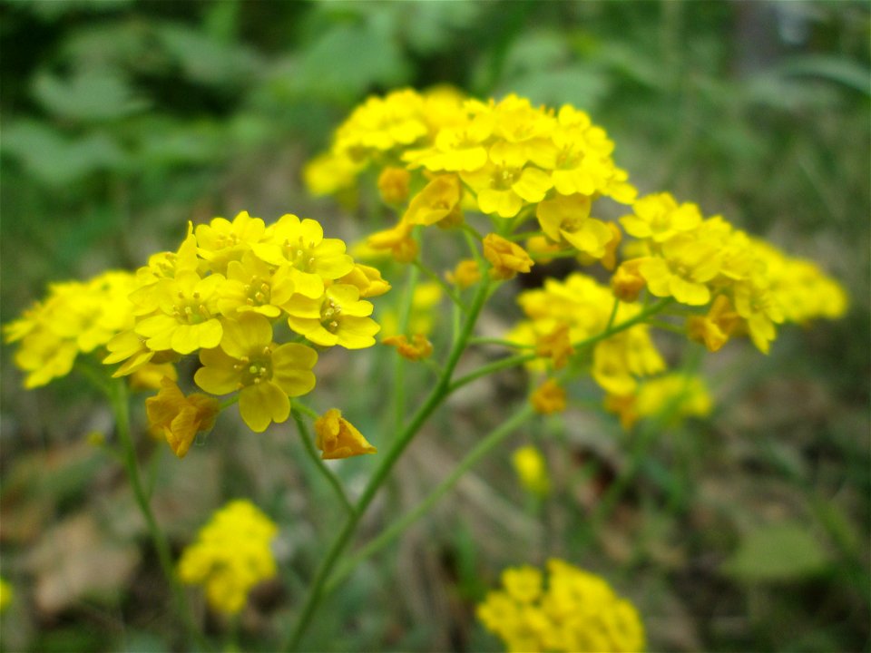 Felsen-Steinkraut (Aurinia saxatilis) im Landschaftsschutzgebiet „Winterberg“ in Sankt Arnual