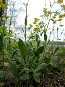Felsen-Steinkraut (Aurinia saxatilis) im Landschaftsschutzgebiet „Winterberg“ in Sankt Arnual