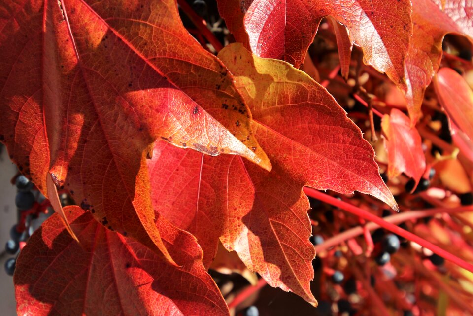Foliage park seasonal
