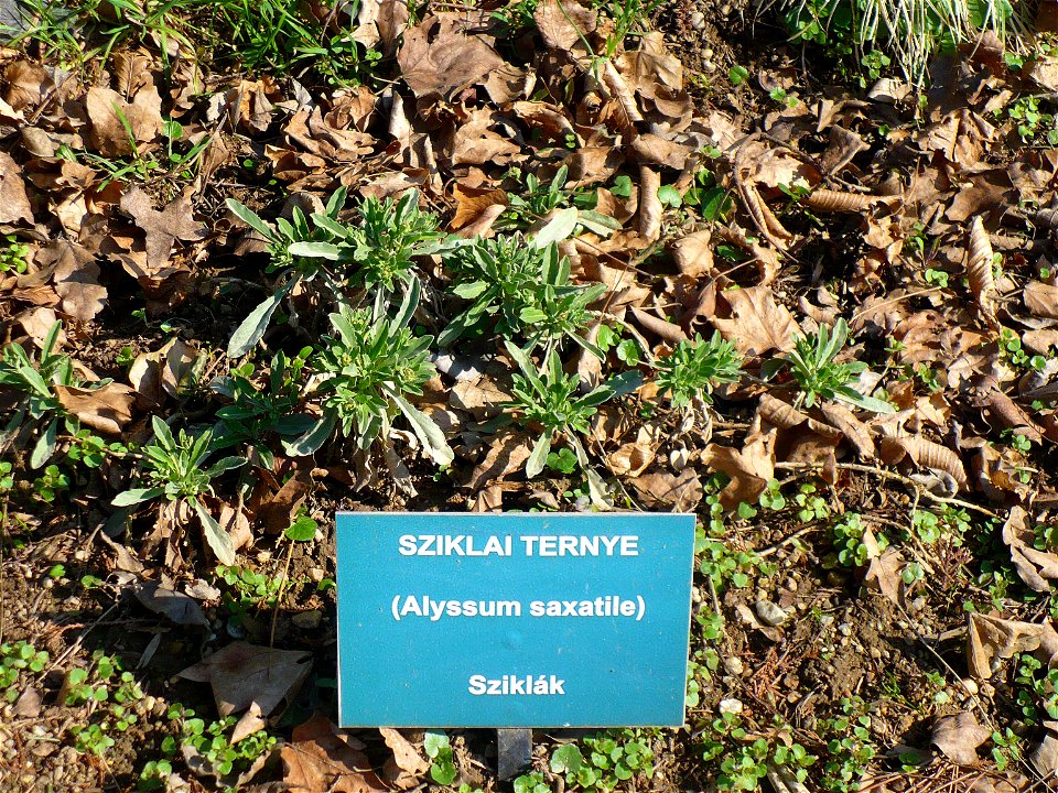 Alyssum saxatile in the Chernel arboretum, Kőszeg, Hungary