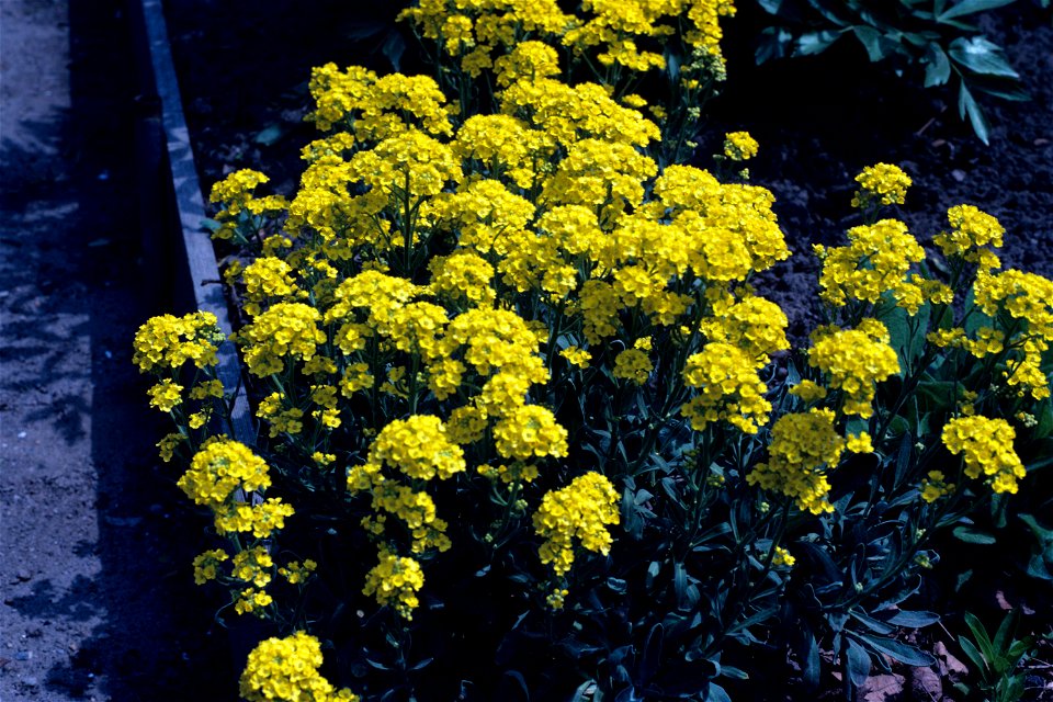 Alyssum saxatile