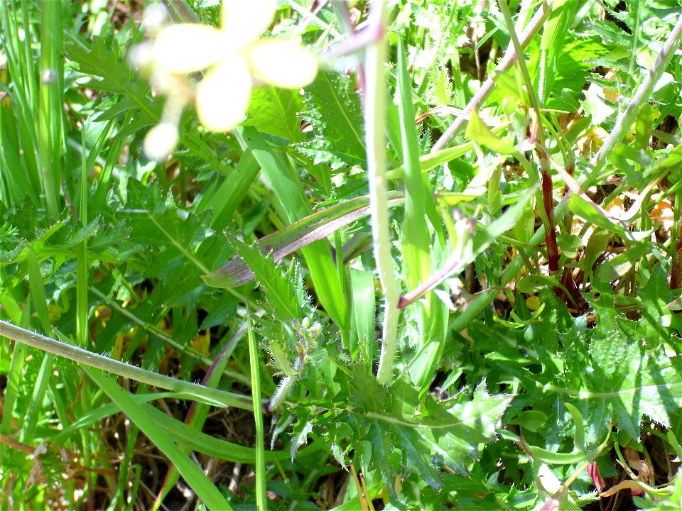 Brassica tournefortii leaves, Sierra Madrona, Spain