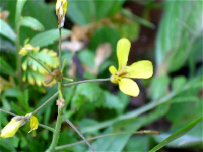 Brassica tournefortii flowers, Sierra Madrona, Spain