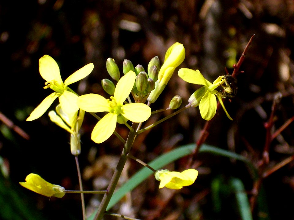 Brassica tournefortii flowers, Sierra Madrona, Spain