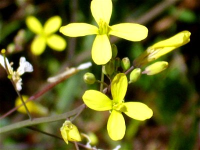 Brassica tournefortii inflorescence, Sierra Madrona, Spain