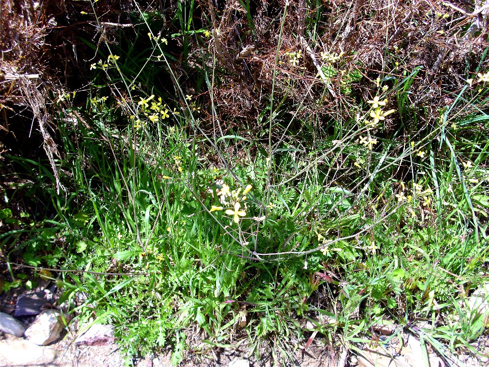 Brassica tournefortii habit, Sierra Madrona, Spain