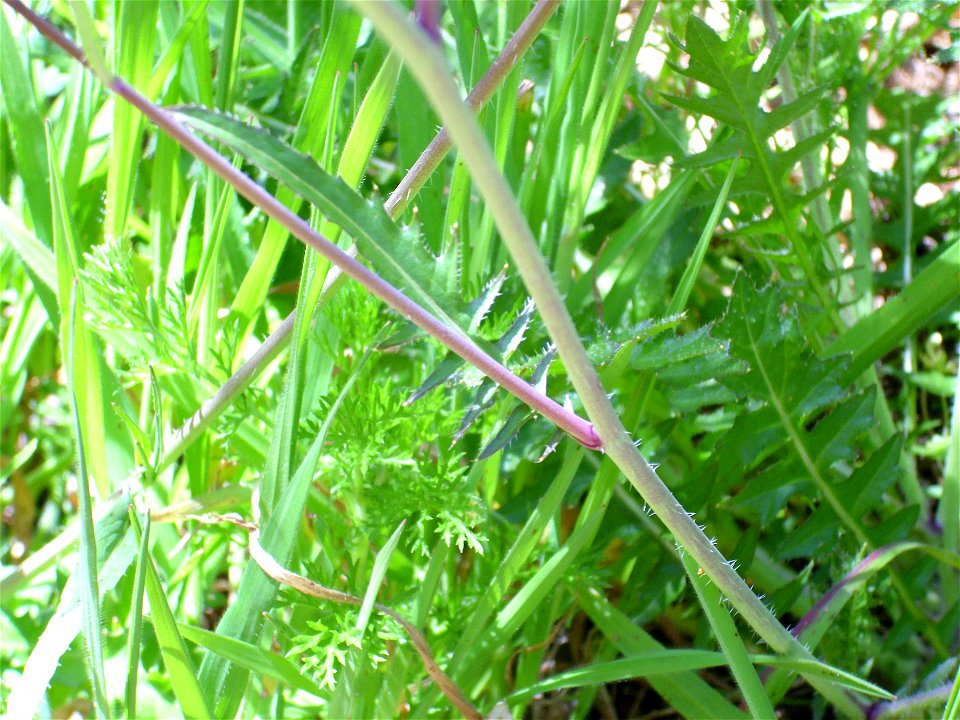 Brassica tournefortii stem and leaf, Sierra Madrona, Spain