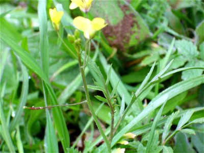 Brassica tournefortii stem, Sierra Madrona, Spain