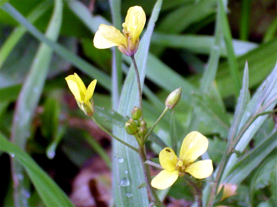Brassica tournefortii flowers, Sierra Madrona, Spain