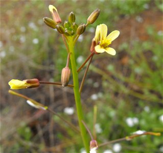 Brassica tournefortii (Asian mustard) — at Carmel Mountain Preserve, northern San Diego, California, U.S. 
An invasive plant species in California.