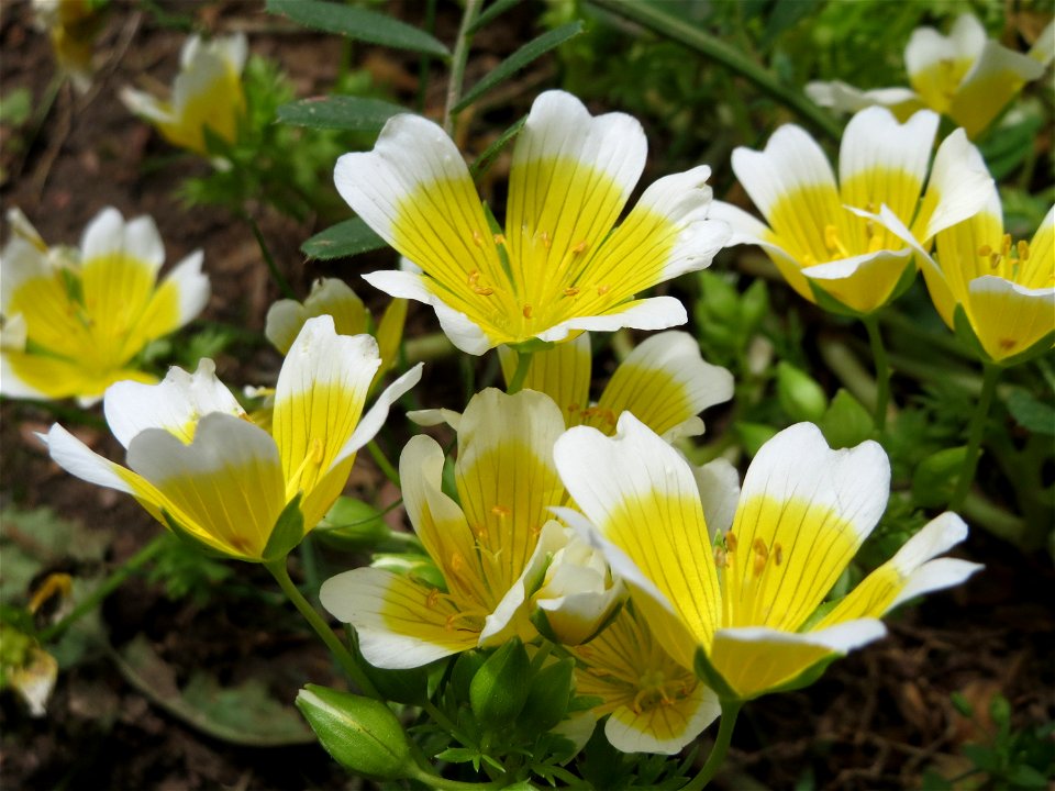 Douglas-Sumpfblume (Limnanthes douglasii) an der Saar in Saarbrücken