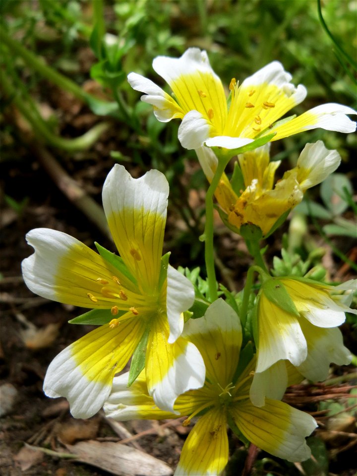 Douglas-Sumpfblume (Limnanthes douglasii) an der Saar in Saarbrücken