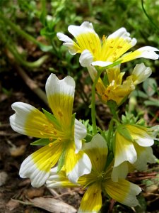 Douglas-Sumpfblume (Limnanthes douglasii) an der Saar in Saarbrücken