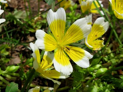 Douglas-Sumpfblume (Limnanthes douglasii) an der Saar in Saarbrücken