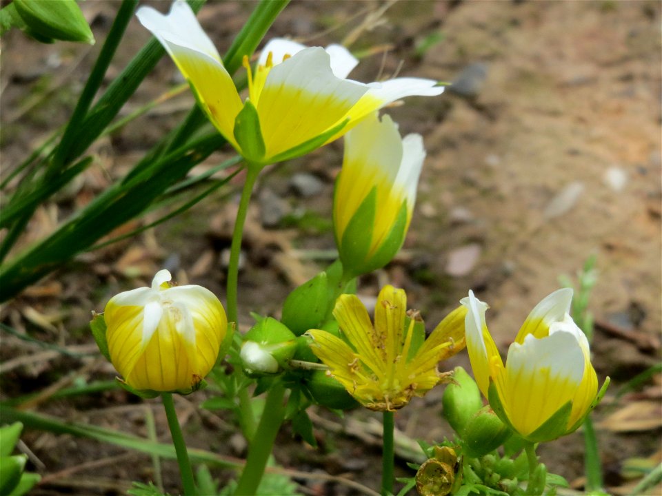 Douglas-Sumpfblume (Limnanthes douglasii) an der Saar in Saarbrücken