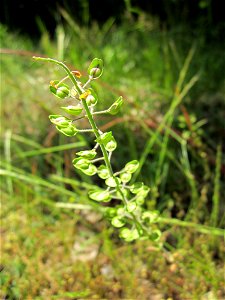 Feld-Kresse (Lepidium campestre) im Schwetzinger Hardt
