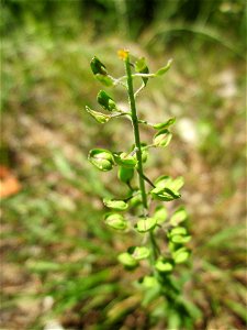 Feld-Kresse (Lepidium campestre) im Schwetzinger Hardt