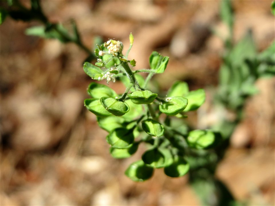 Feld-Kresse (Lepidium campestre) im Schwetzinger Hardt