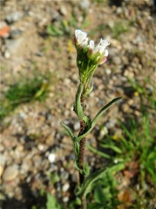 Junge Feld-Kresse (Lepidium campestre) an einer ehem. Sandgrube in Hockenheim-Talhaus