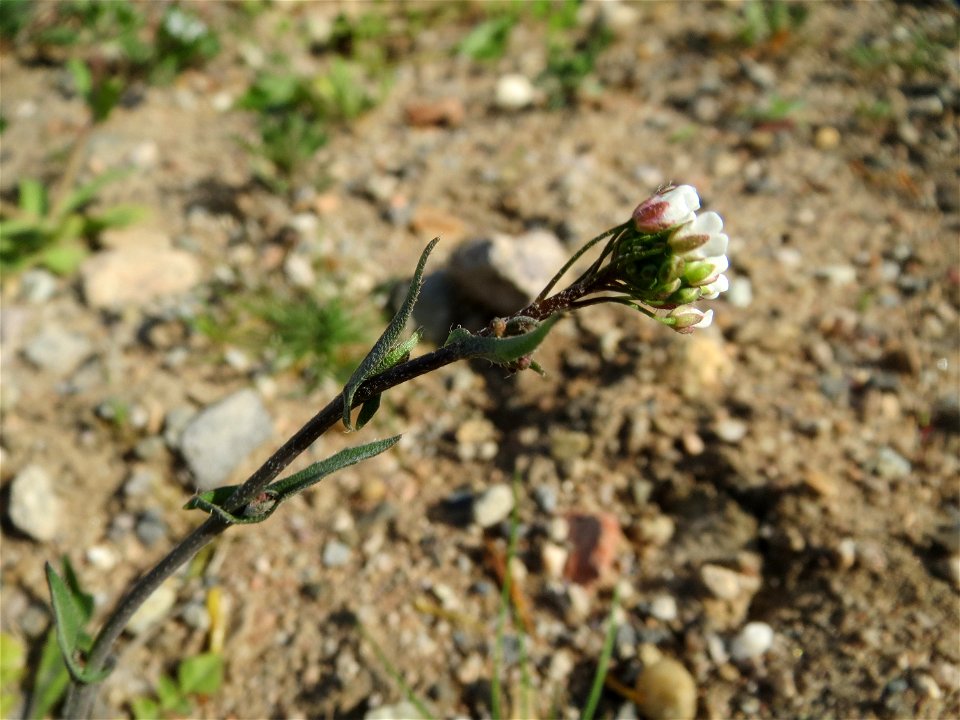Junge Feld-Kresse (Lepidium campestre) an einer ehem. Sandgrube in Hockenheim-Talhaus
