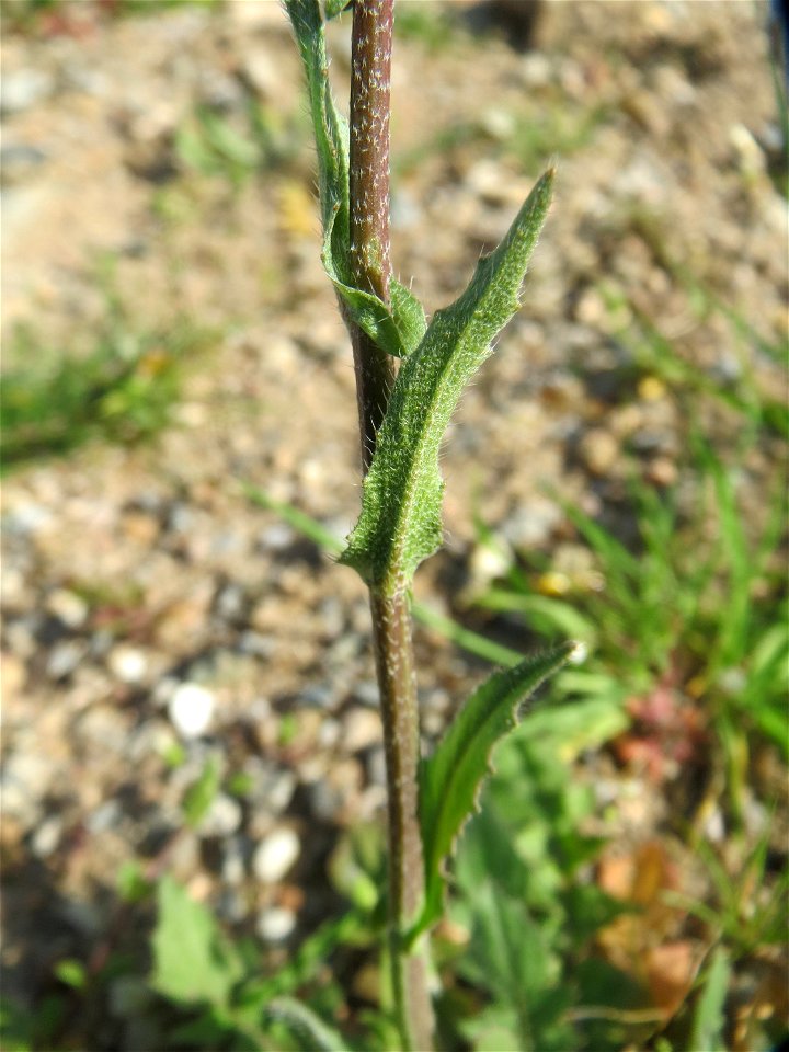 Junge Feld-Kresse (Lepidium campestre) an einer ehem. Sandgrube in Hockenheim-Talhaus