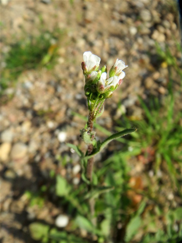 Junge Feld-Kresse (Lepidium campestre) an einer ehem. Sandgrube in Hockenheim-Talhaus