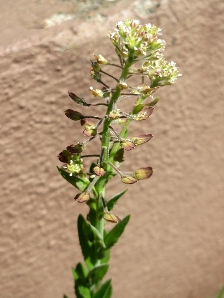 Feld-Kresse (Lepidium campestre) in Hockenheim
