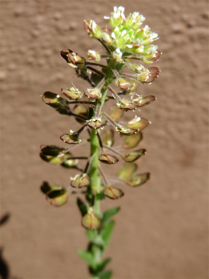 Feld-Kresse (Lepidium campestre) in Hockenheim