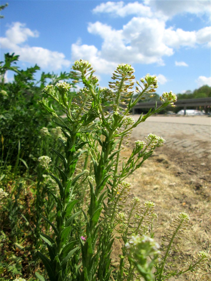 Feld-Kresse (Lepidium campestre) in Saarbrücken