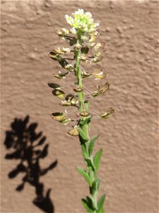 Feld-Kresse (Lepidium campestre) in Hockenheim