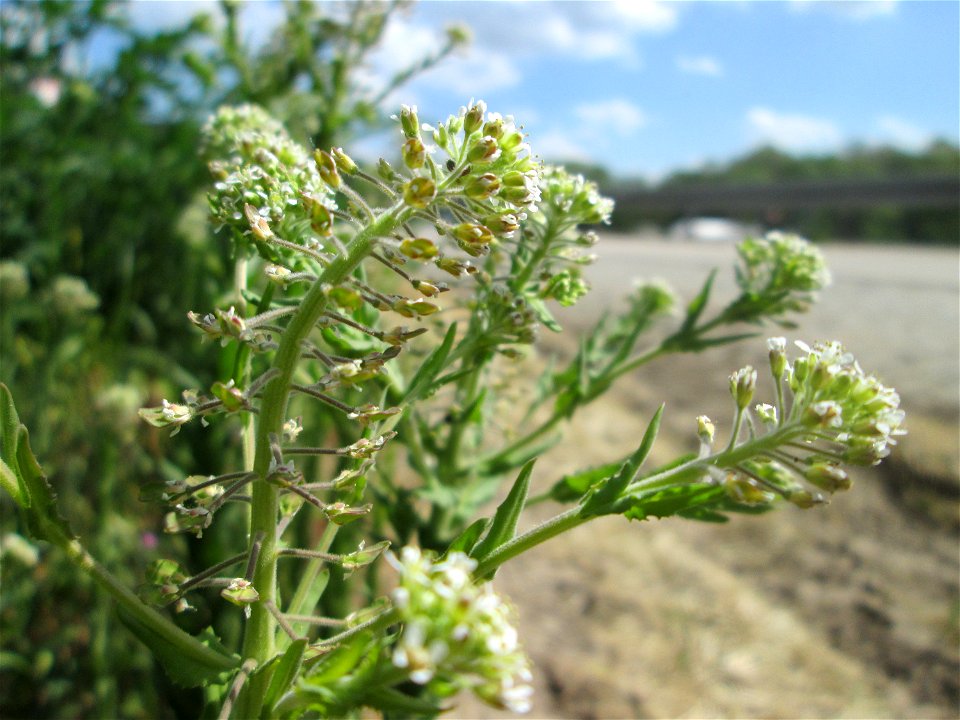 Feld-Kresse (Lepidium campestre) in Saarbrücken