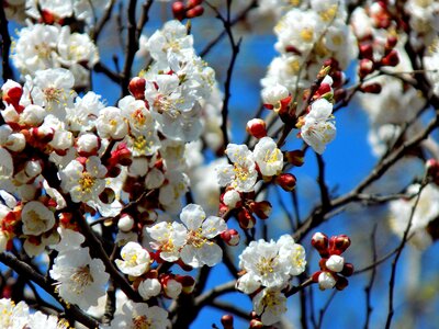 Bloom spring blue sky