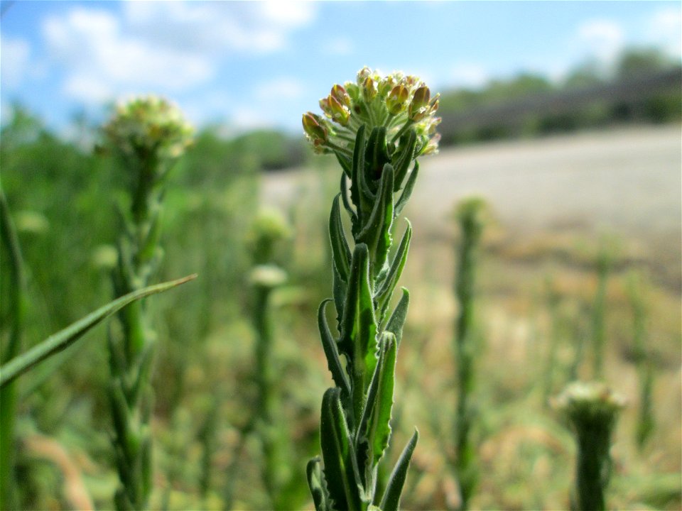 Feld-Kresse (Lepidium campestre) in Saarbrücken