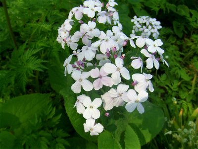 Lunaria rediviva, picture taken at the Botanische Tuin TU Delft, Delft, The Netherlands