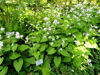 Lunaria rediviva specimen in the Botanischer Garten München-Nymphenburg, Munich, Germany. photo