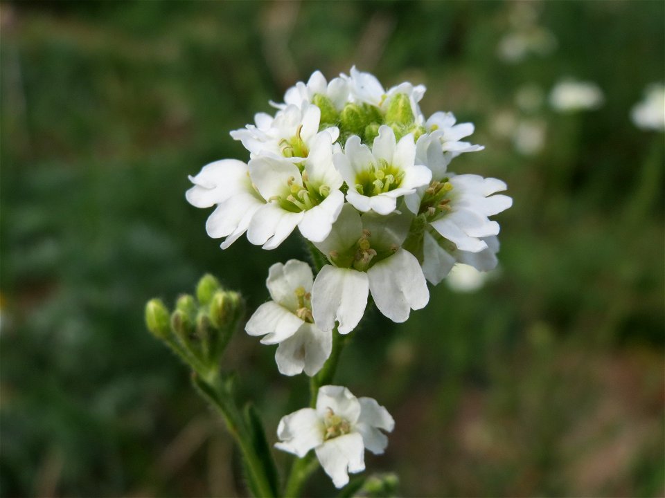 Graukresse (Berteroa incana) in Hockenheim