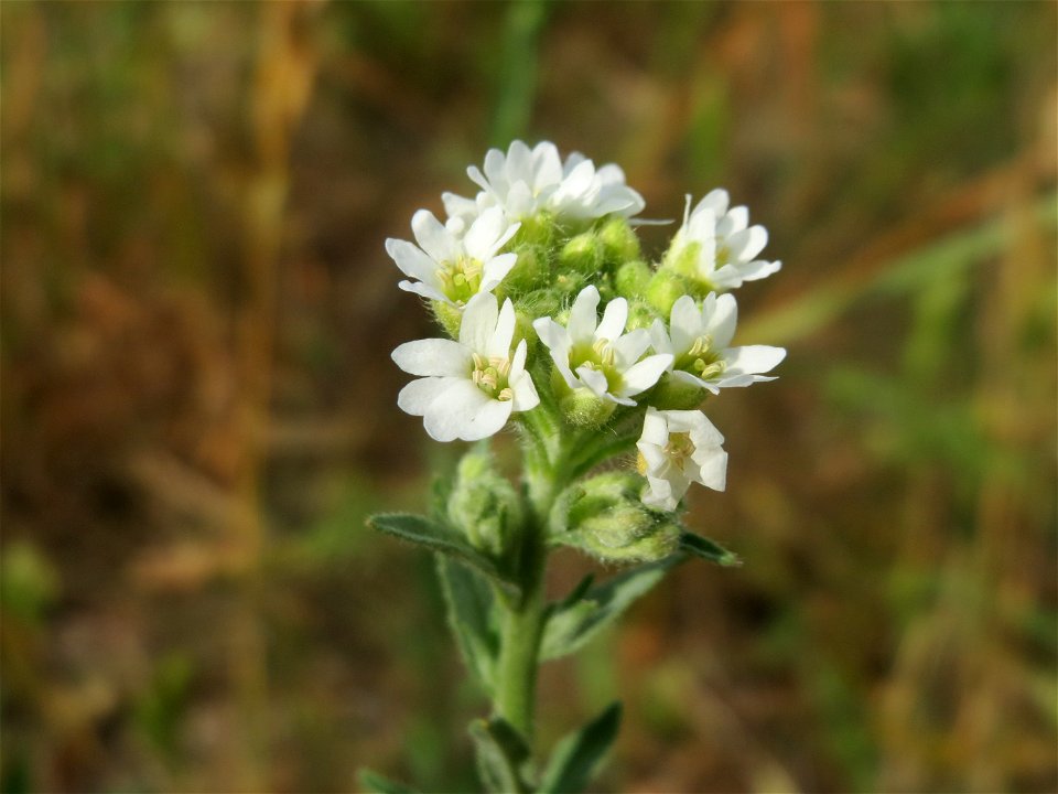 Graukresse (Berteroa incana) in Hockenheim
