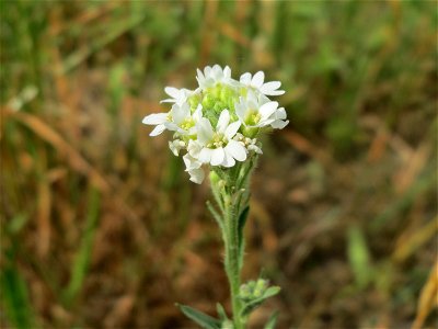 Graukresse (Berteroa incana) in Hockenheim