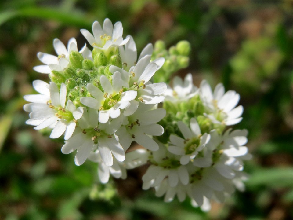 Graukresse (Berteroa incana) in Hockenheim