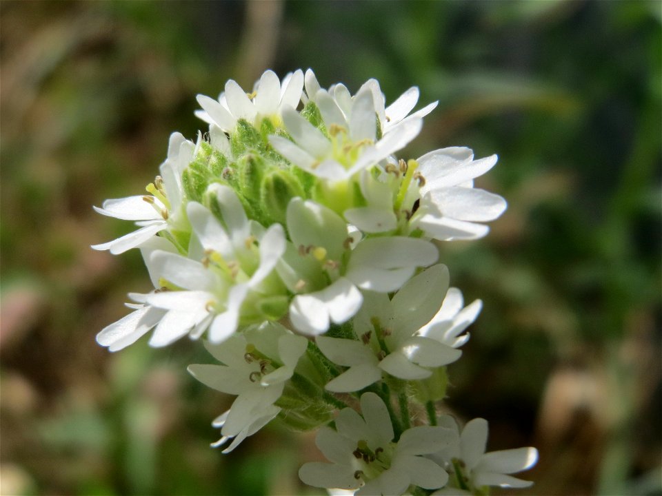 Graukresse (Berteroa incana) in Hockenheim