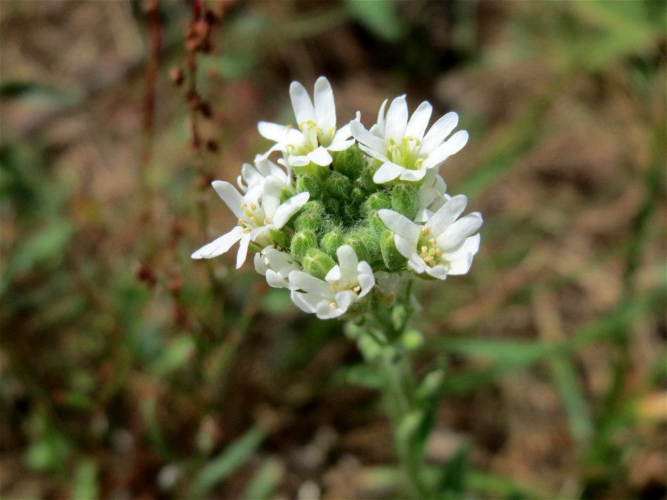 Graukresse (Berteroa incana) im Naturschutzgebiet Gewann Frankreich-Wiesental