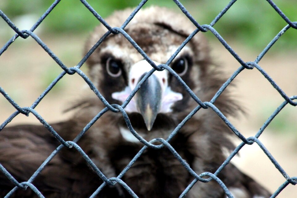 Predator bird feathered race