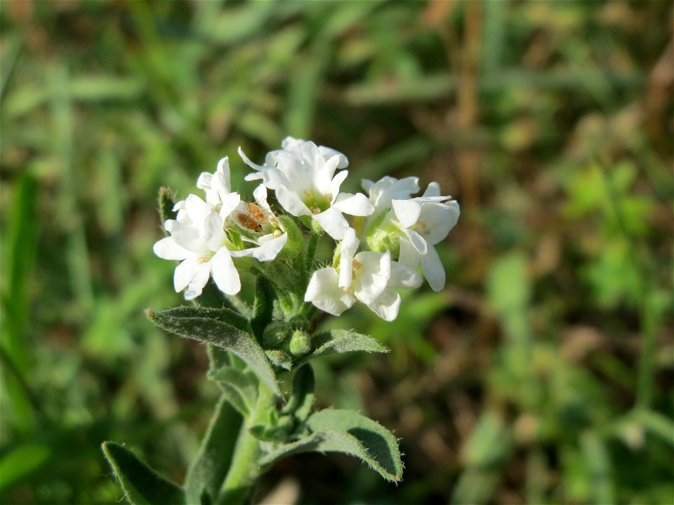 Graukresse (Berteroa incana) bei Hockenheim