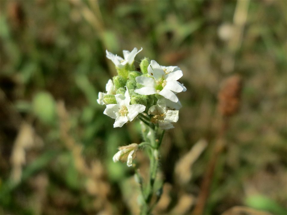 Graukresse (Berteroa incana) bei Hockenheim